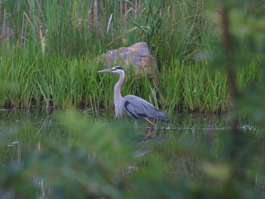 Yarmouth Conservation